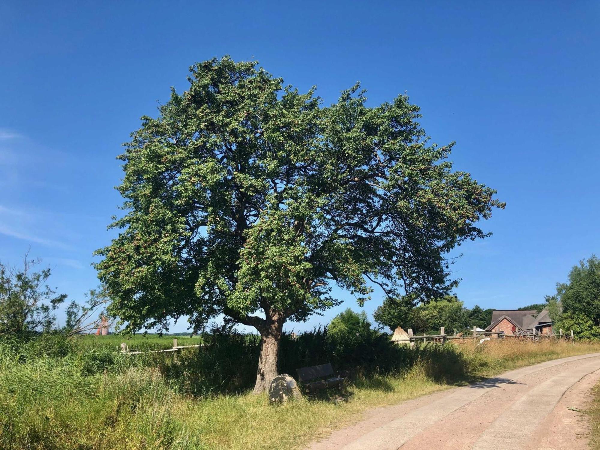 Boddenblick Fw Marlen Villa Barnstorf Exteriör bild